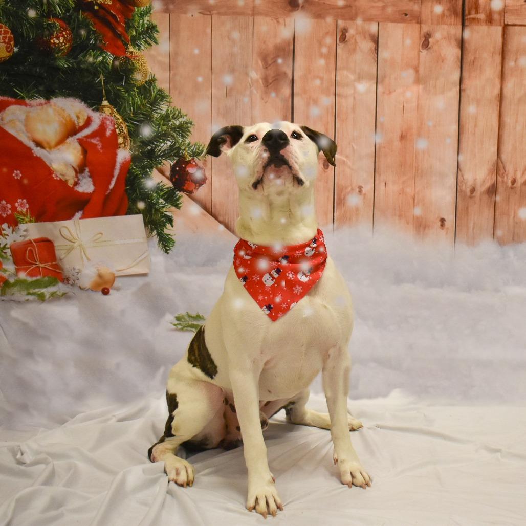 Enlarge Ace (In Foster), a Adoptable Pit Bull Terrier in Vineland, NJ image 4/4