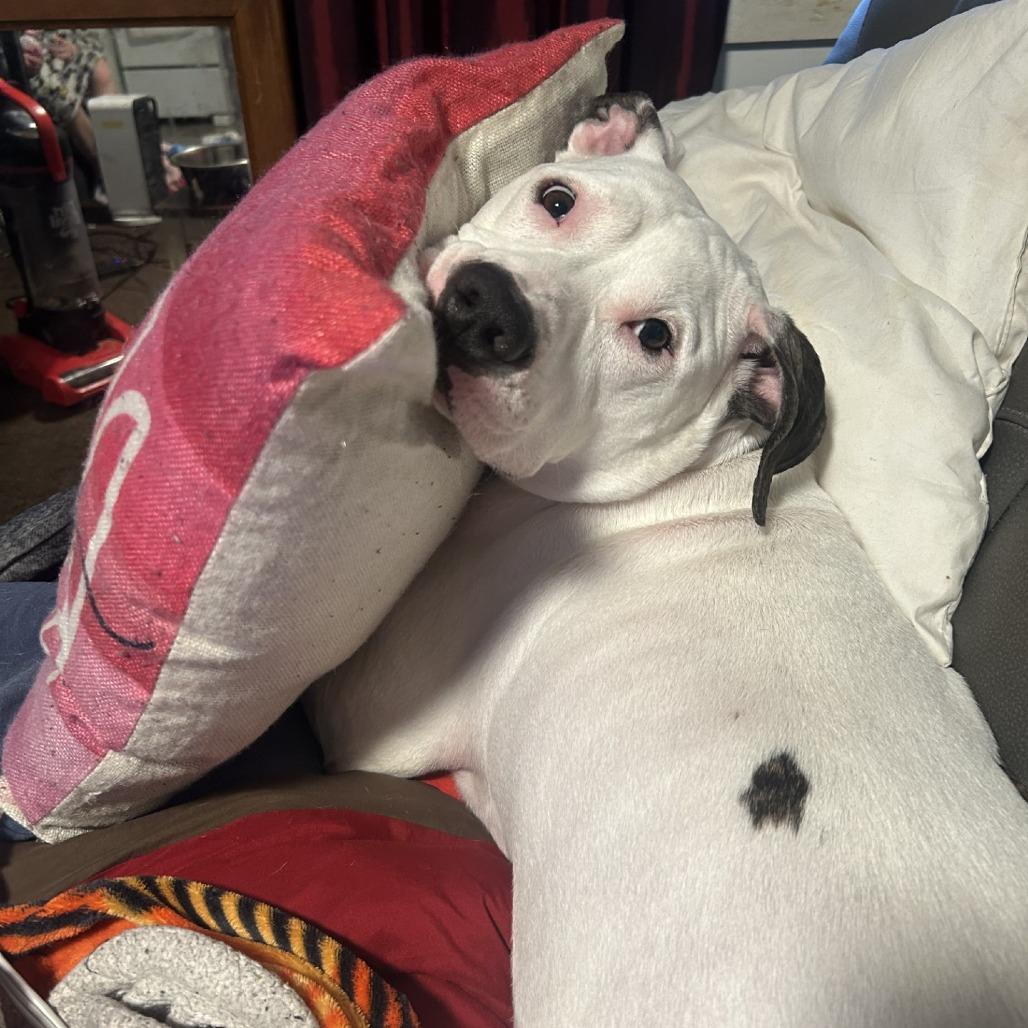 Ace (In Foster), a Adoptable Pit Bull Terrier in Vineland, NJ image 4/4
