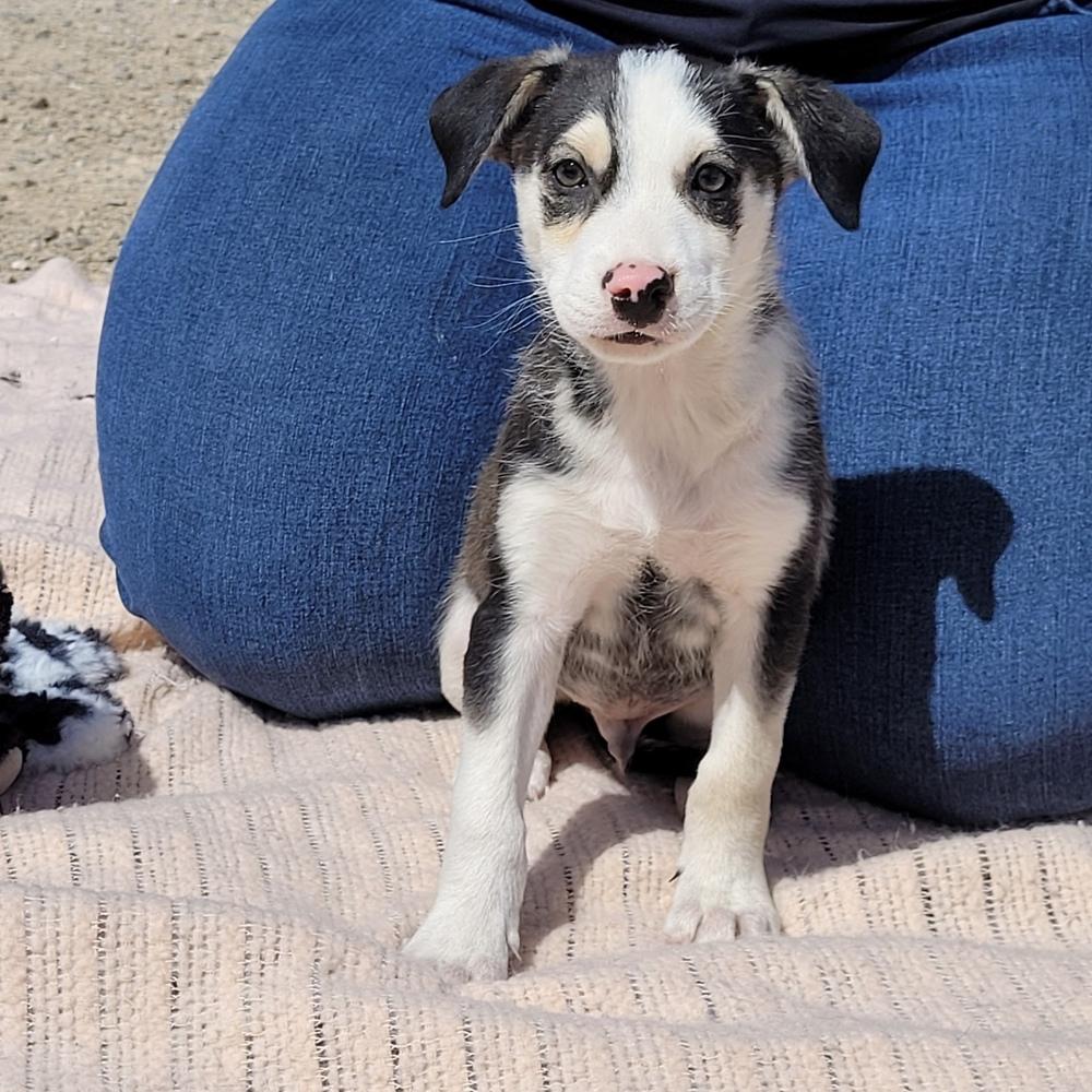 Ocean, Adoptable, Puppy Male Australian Shepherd.
