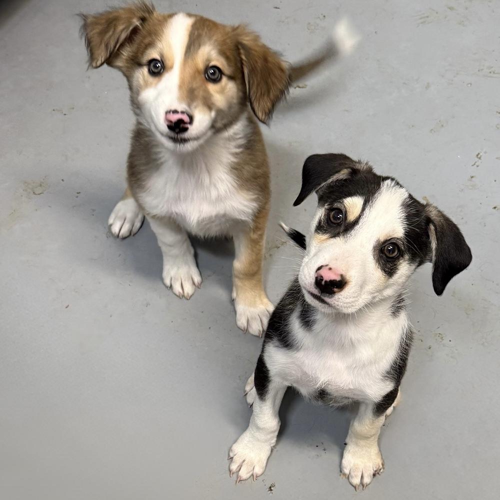 Ocean, a Adoptable mixed breed in Mountainair, NM image 2/3