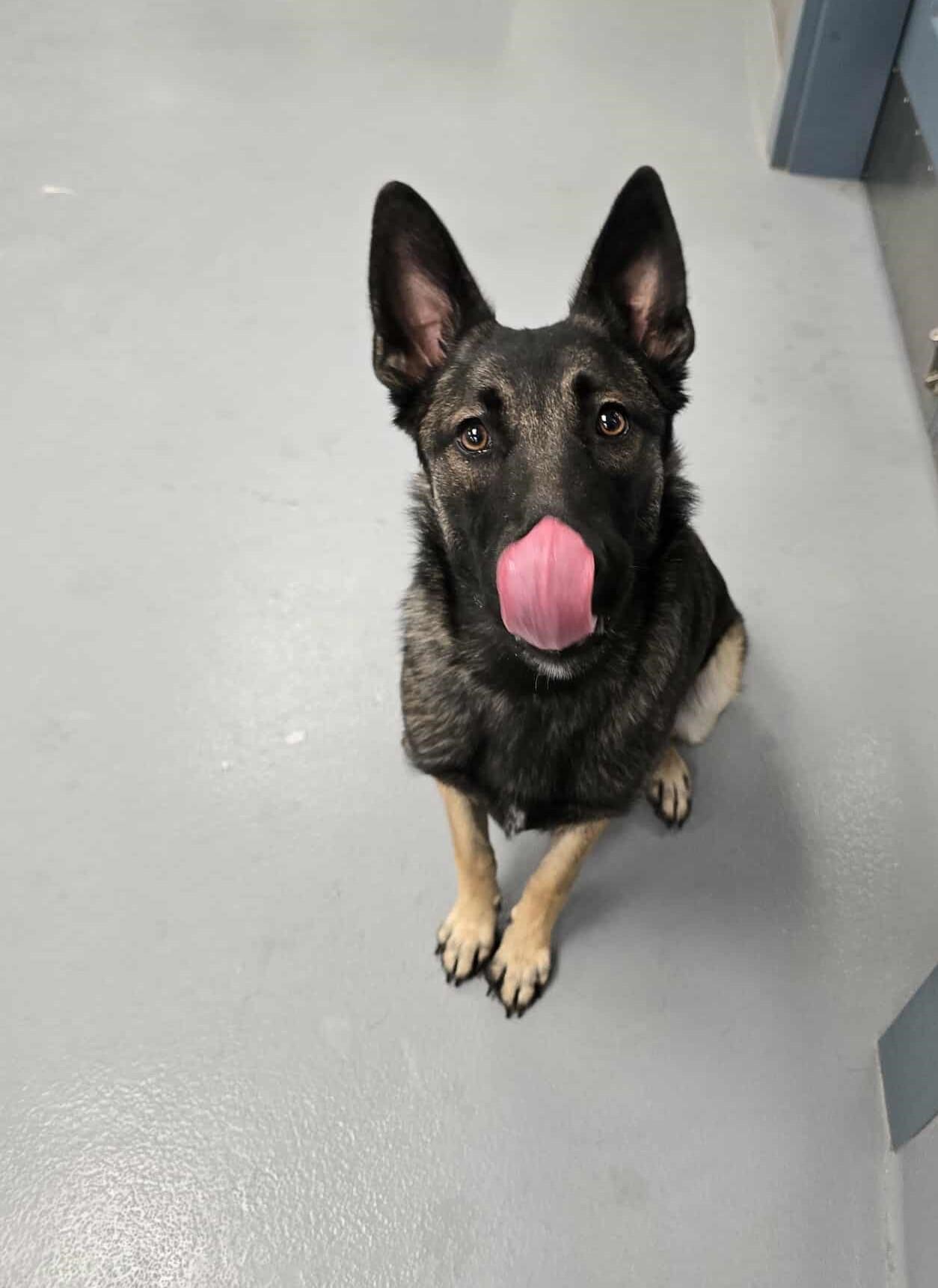 Celine, adopted, Adult Female Belgian Shepherd / Malinois & German Shepherd Dog.