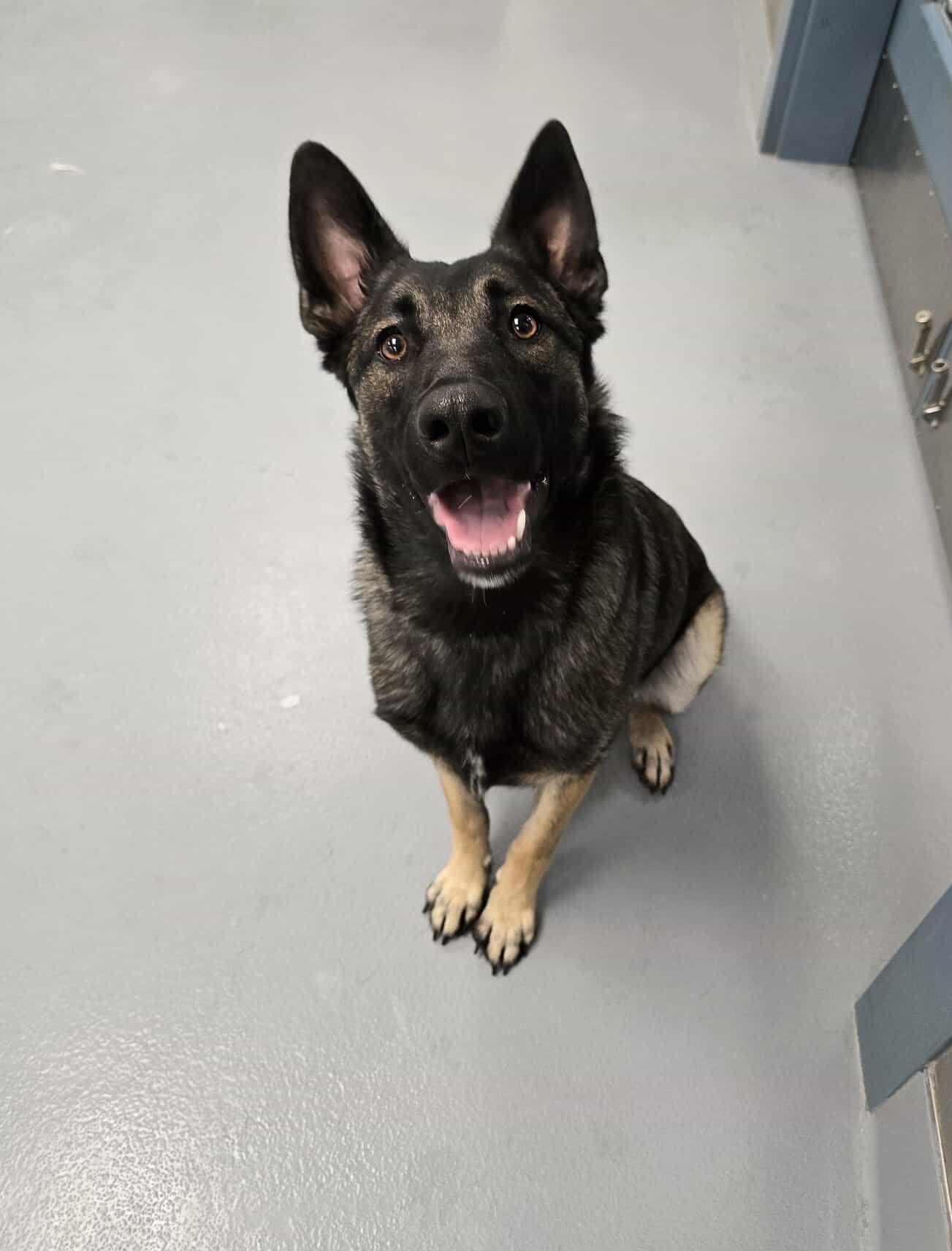 Enlarge Celine, an adopted mixed breed in Silver Springs, NV image 2/6