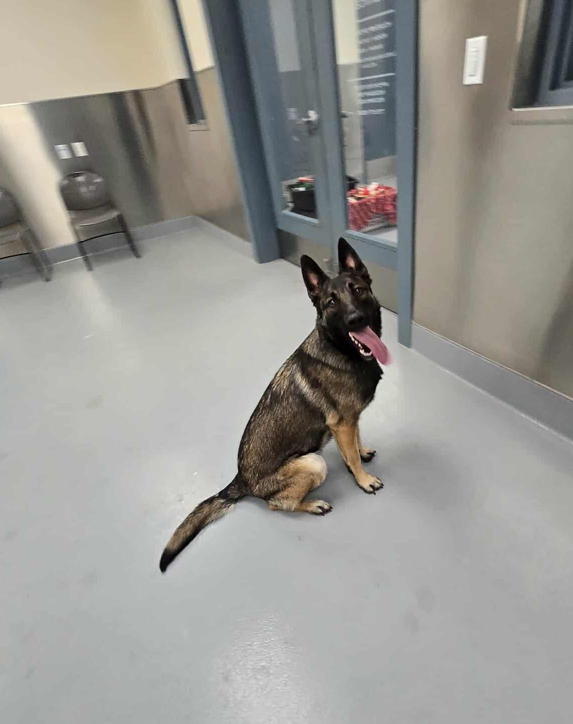 Enlarge Celine, an adopted mixed breed in Silver Springs, NV image 4/6