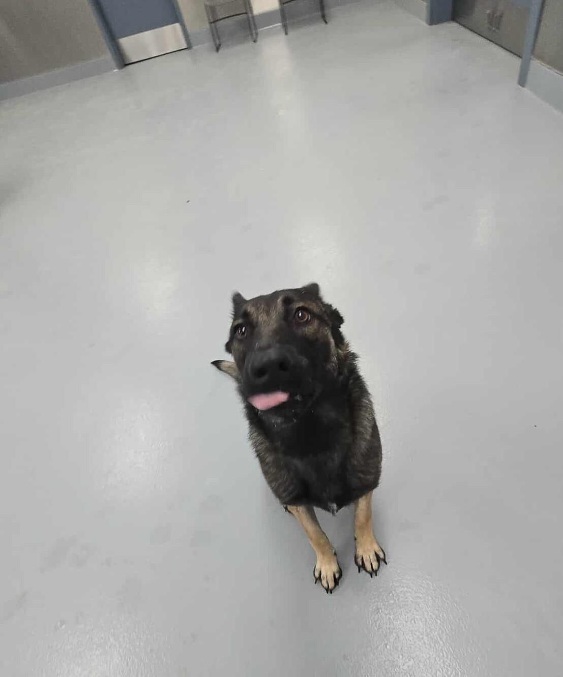 Enlarge Celine, an adopted mixed breed in Silver Springs, NV image 5/6