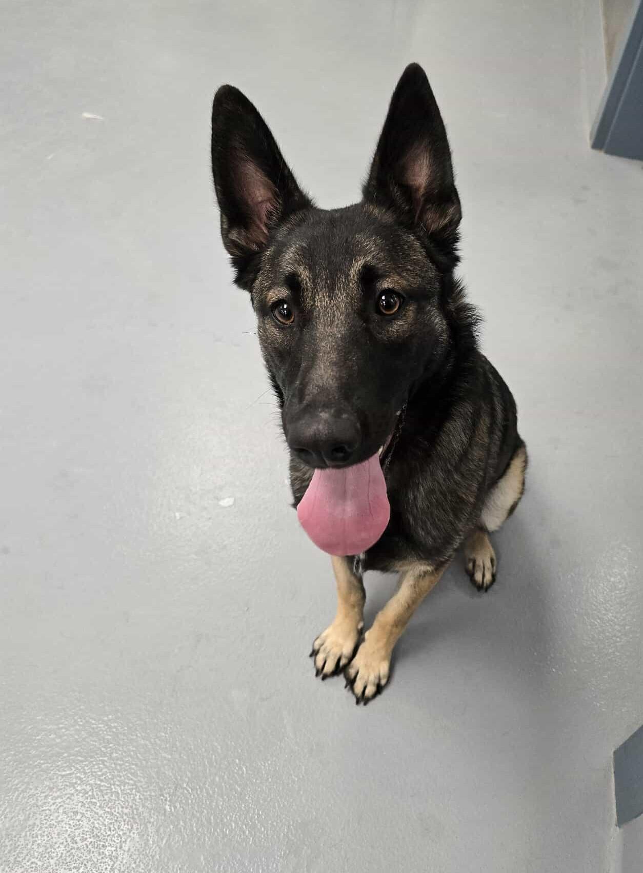 Enlarge Celine, an adopted mixed breed in Silver Springs, NV image 6/6