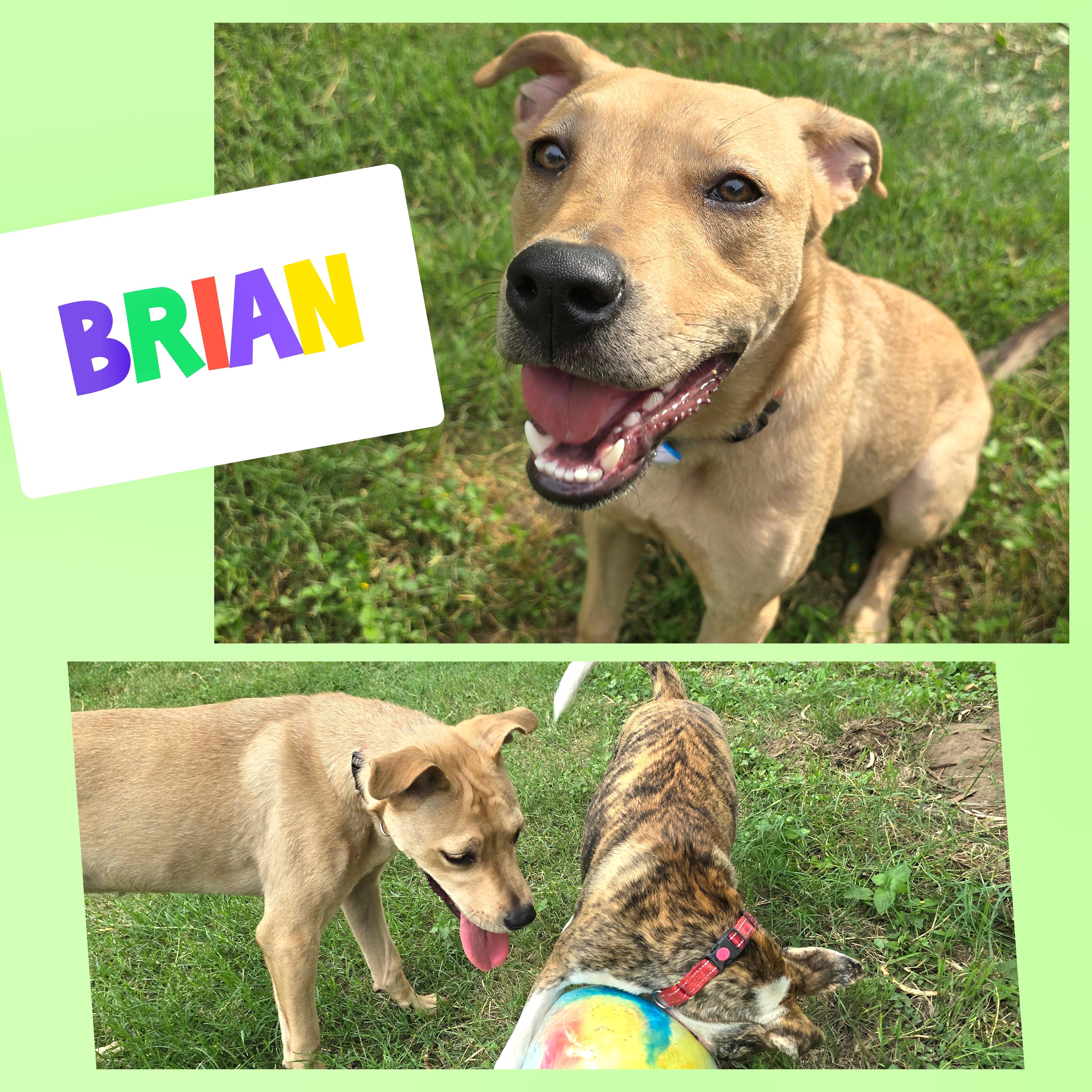 Brian, a Adoptable mixed breed in Olympia, WA image 1/6