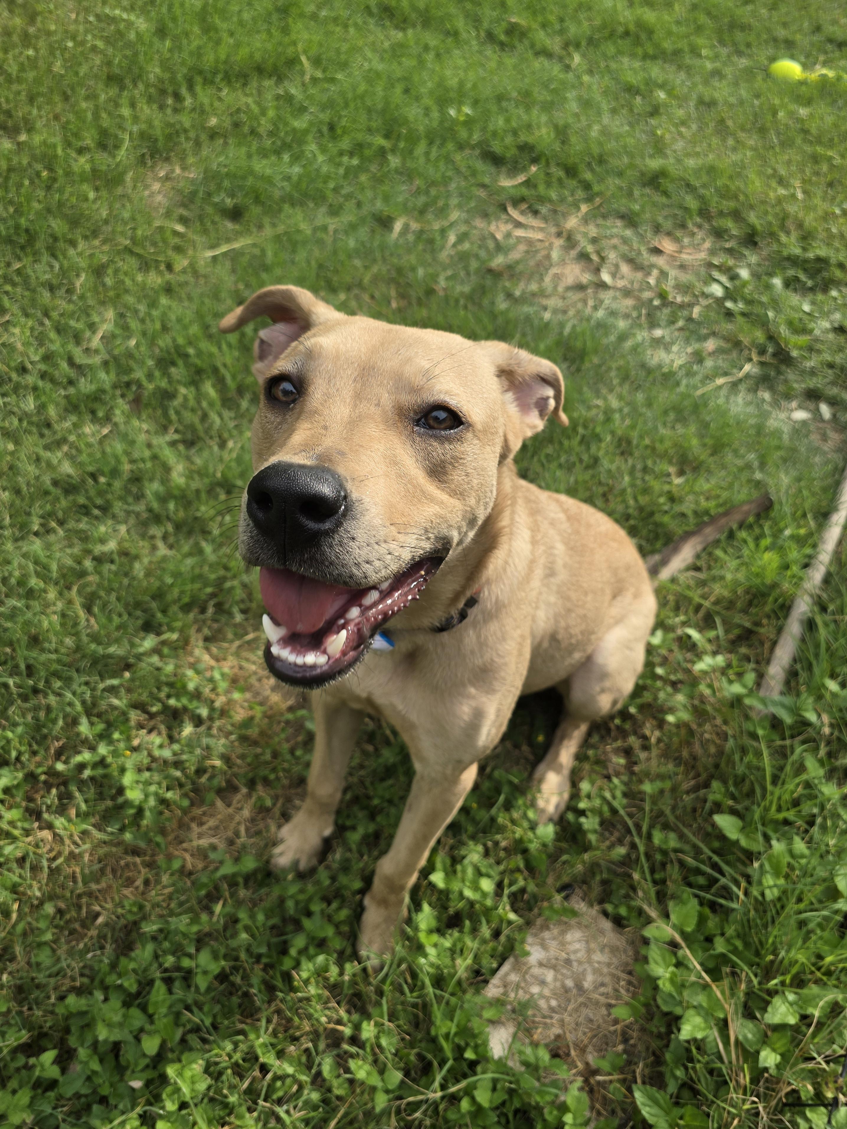 Enlarge Brian, a Adoptable mixed breed in Olympia, WA image 3/6
