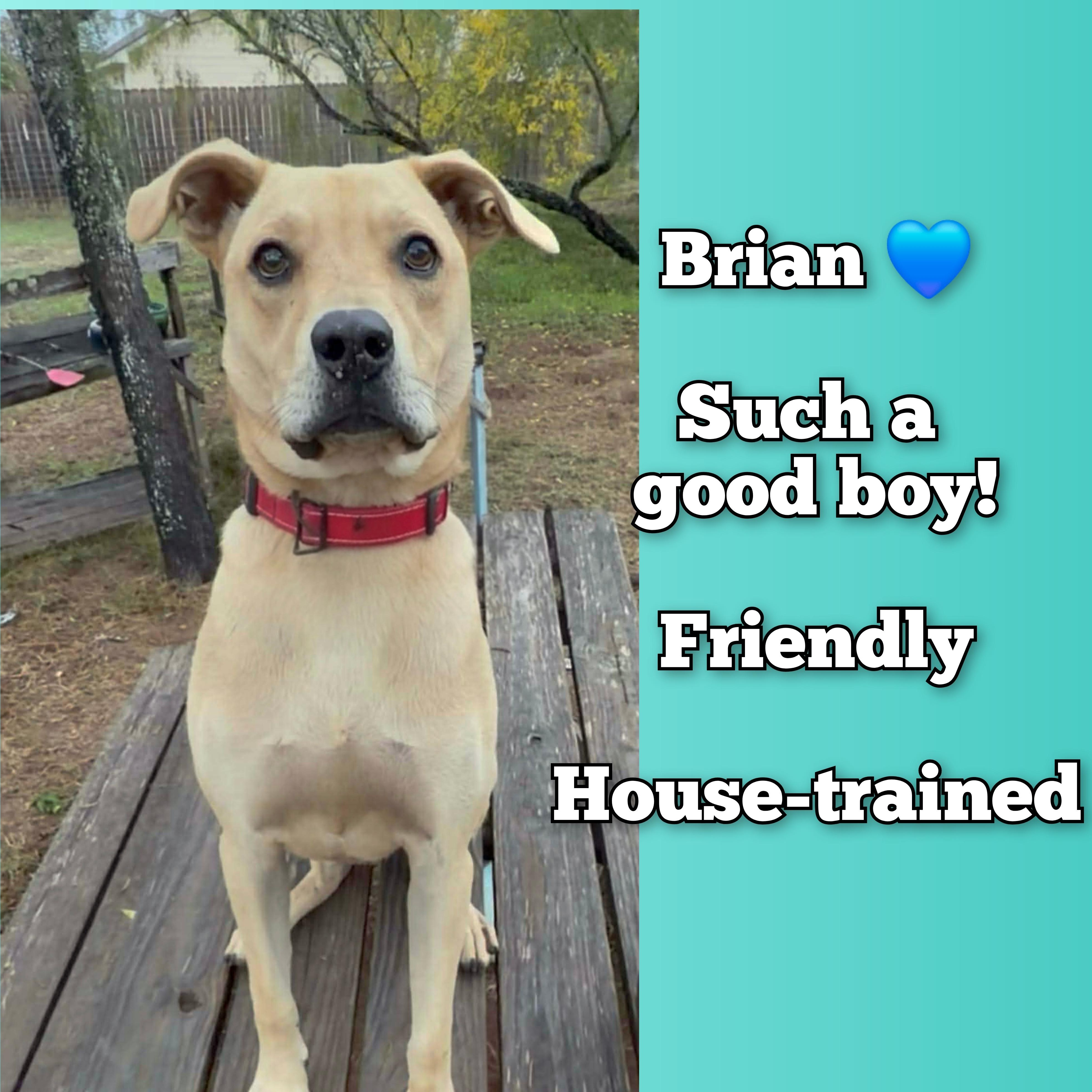 Enlarge Brian, a Adoptable mixed breed in Olympia, WA image 1/6