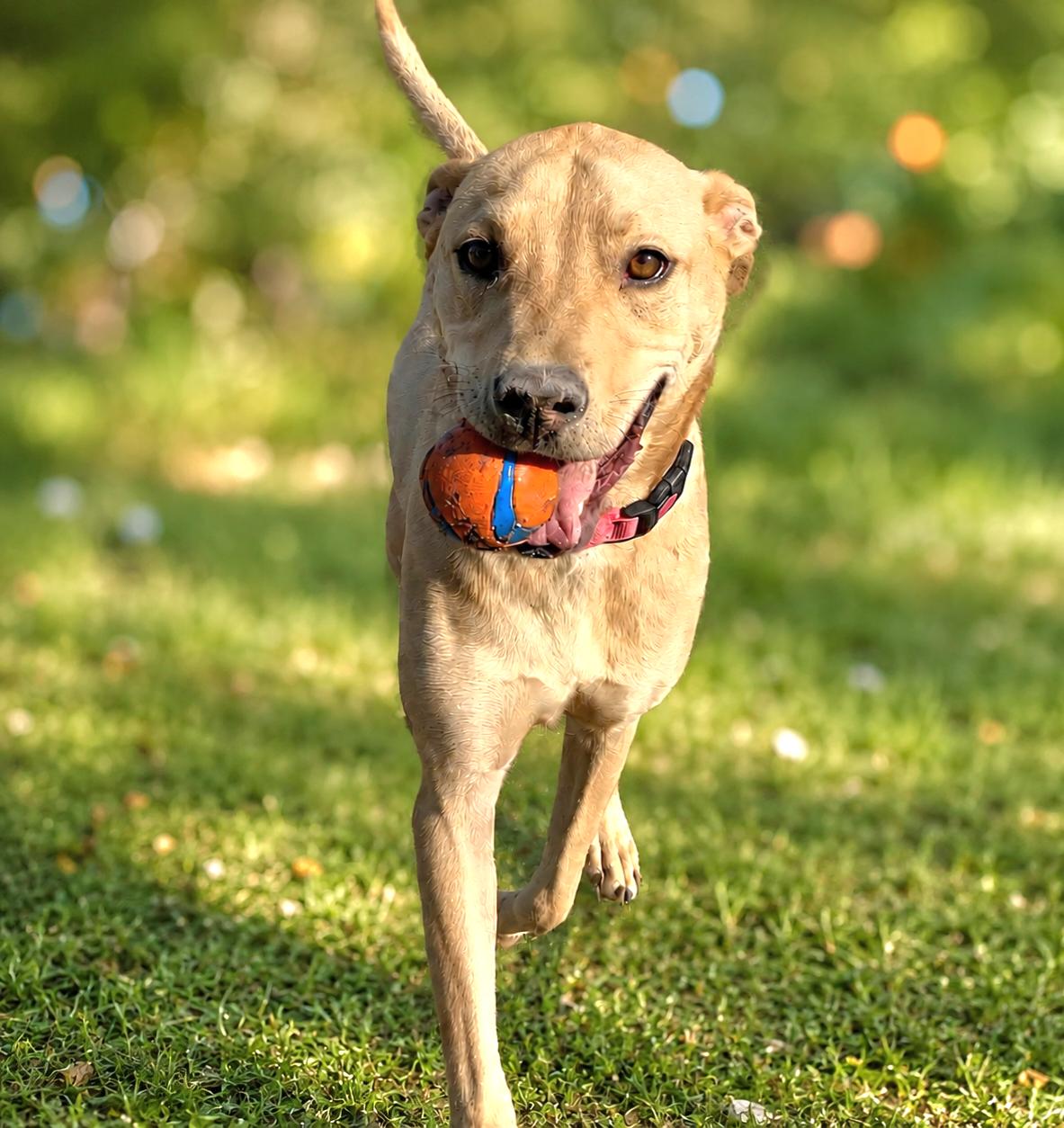 Brian, Adoptable, Young Male Labrador Retriever & Mixed Breed.