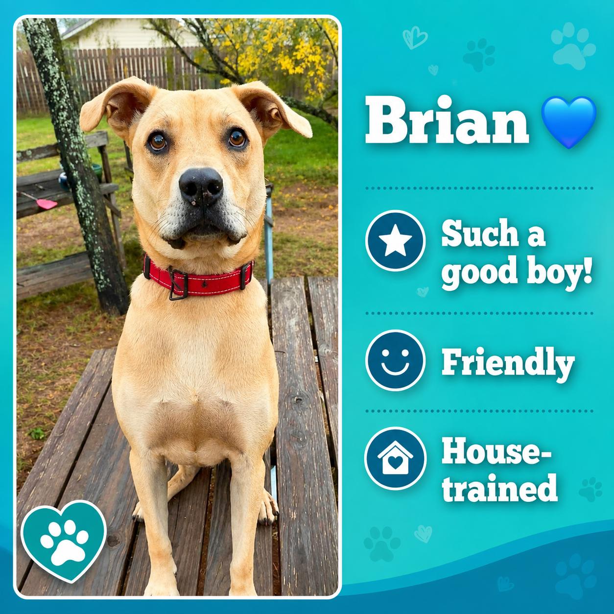 Brian, Adoptable, Young Male Labrador Retriever & Mixed Breed.