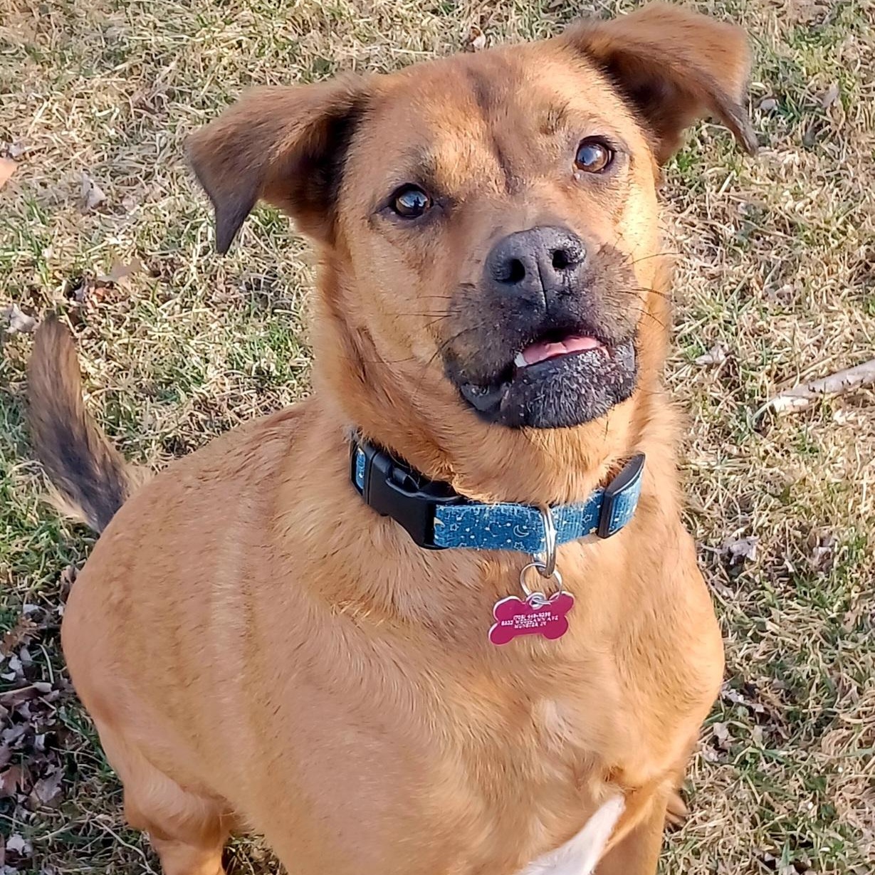 LuAnn (In Foster), a Adoptable mixed breed in Joliet, IL image 3/5