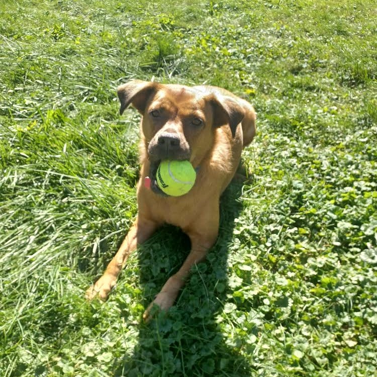 LuAnn (In Foster), Adoptable, Adult Female Boxer.