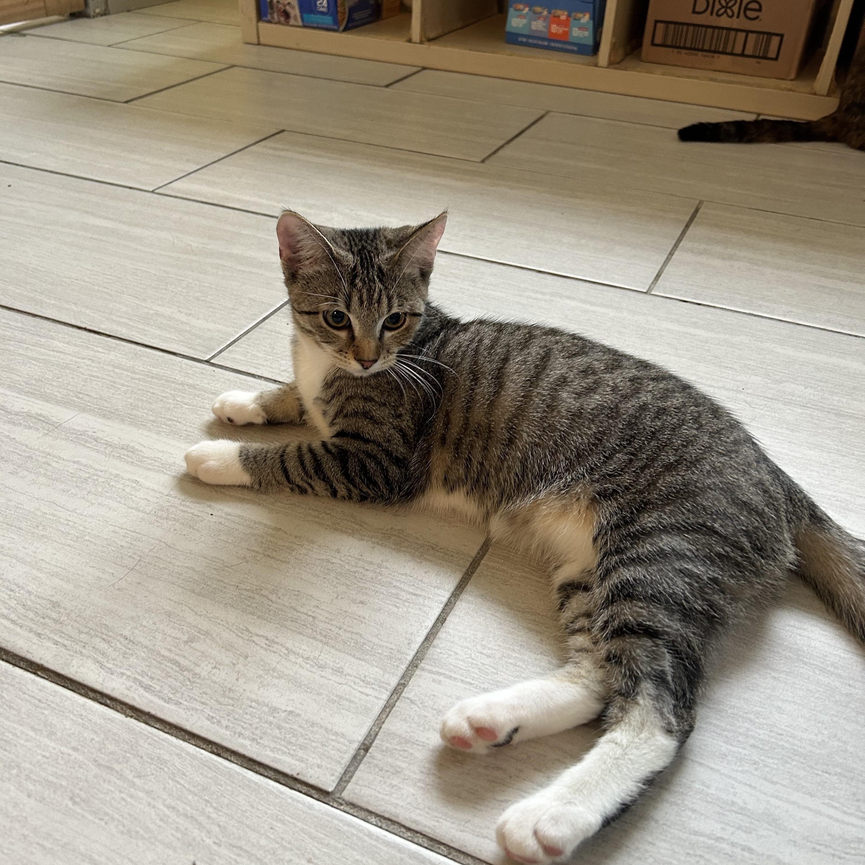 Enlarge Venus, a Adoptable Domestic Short Hair in Mount Rainier, MD image 2/4