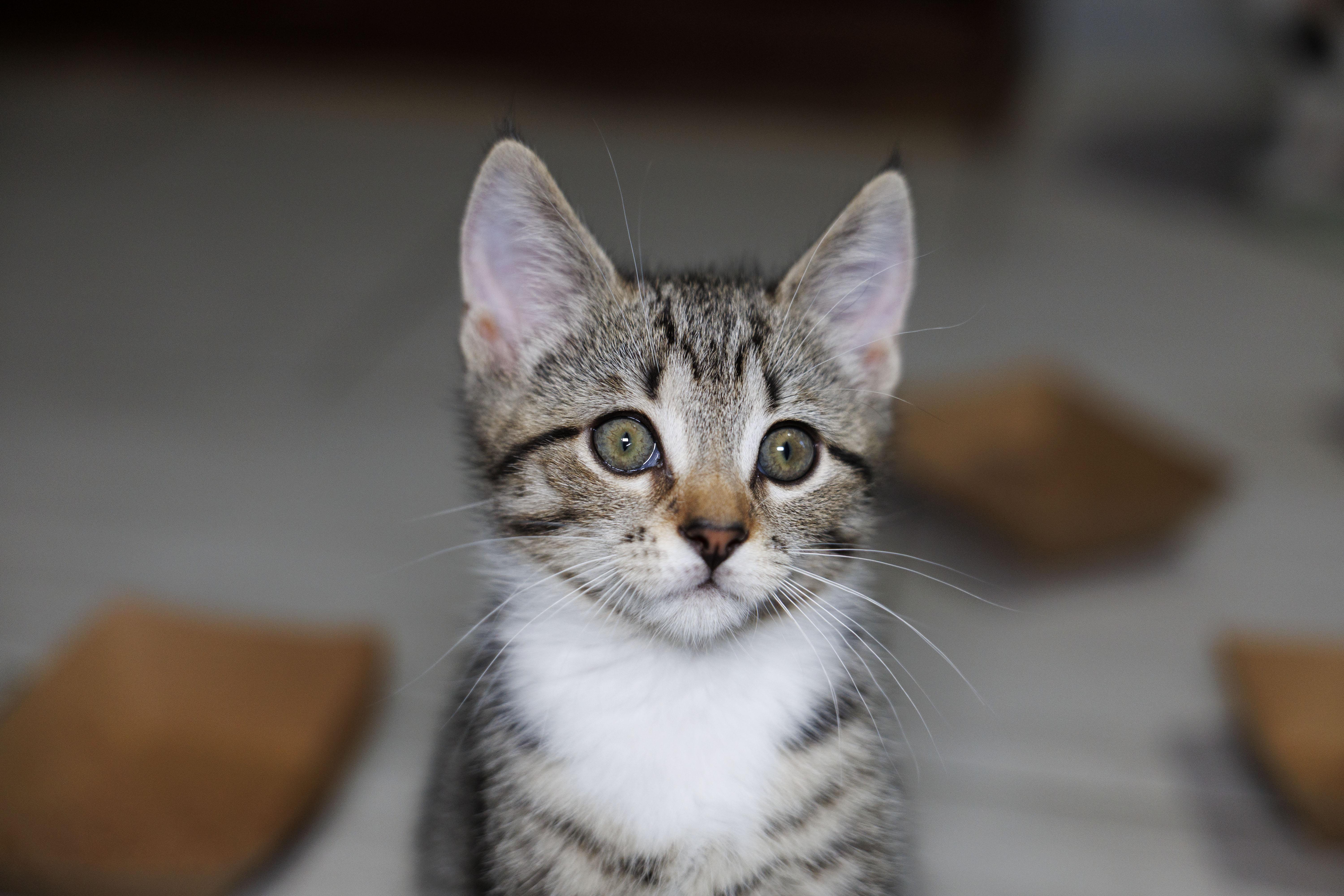 Enlarge Venus, a Adoptable Domestic Short Hair in Mount Rainier, MD image 4/4