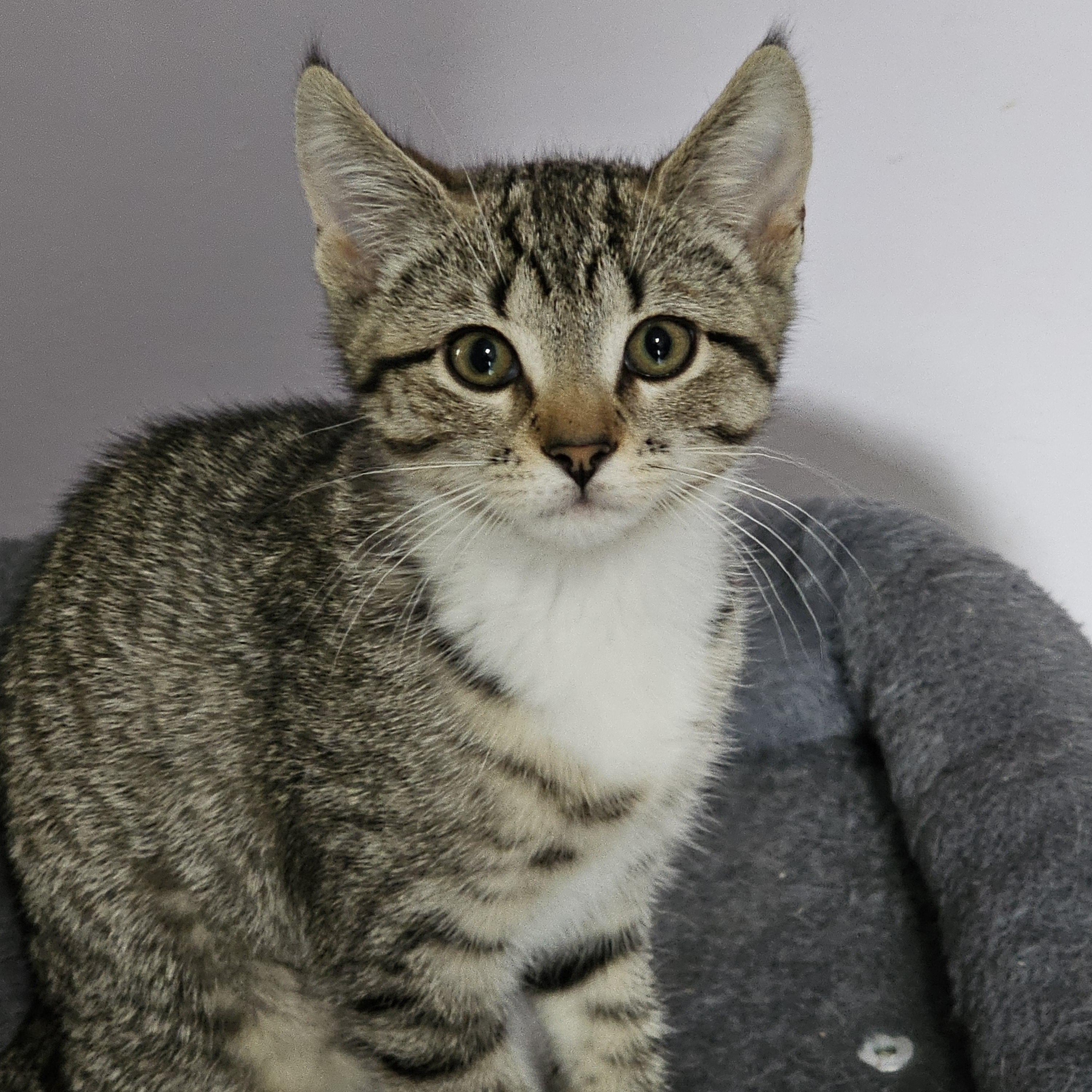 Enlarge Venus, a Adoptable Domestic Short Hair in Mount Rainier, MD image 1/4