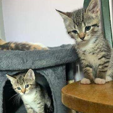 Enlarge Venus, a Adoptable Domestic Short Hair in Mount Rainier, MD image 3/4