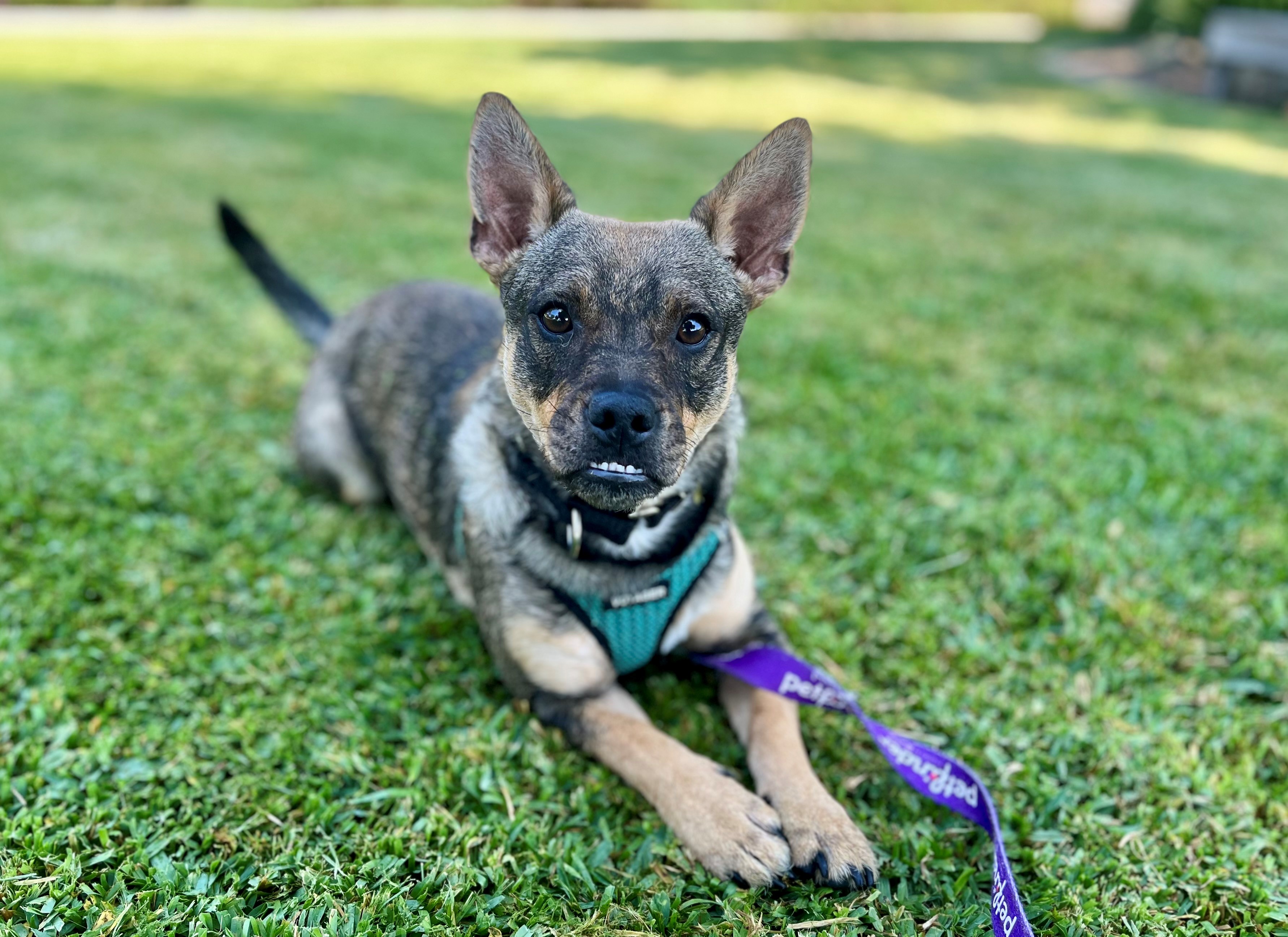 Parker, Adopted, Adult Male Dachshund & Pug.