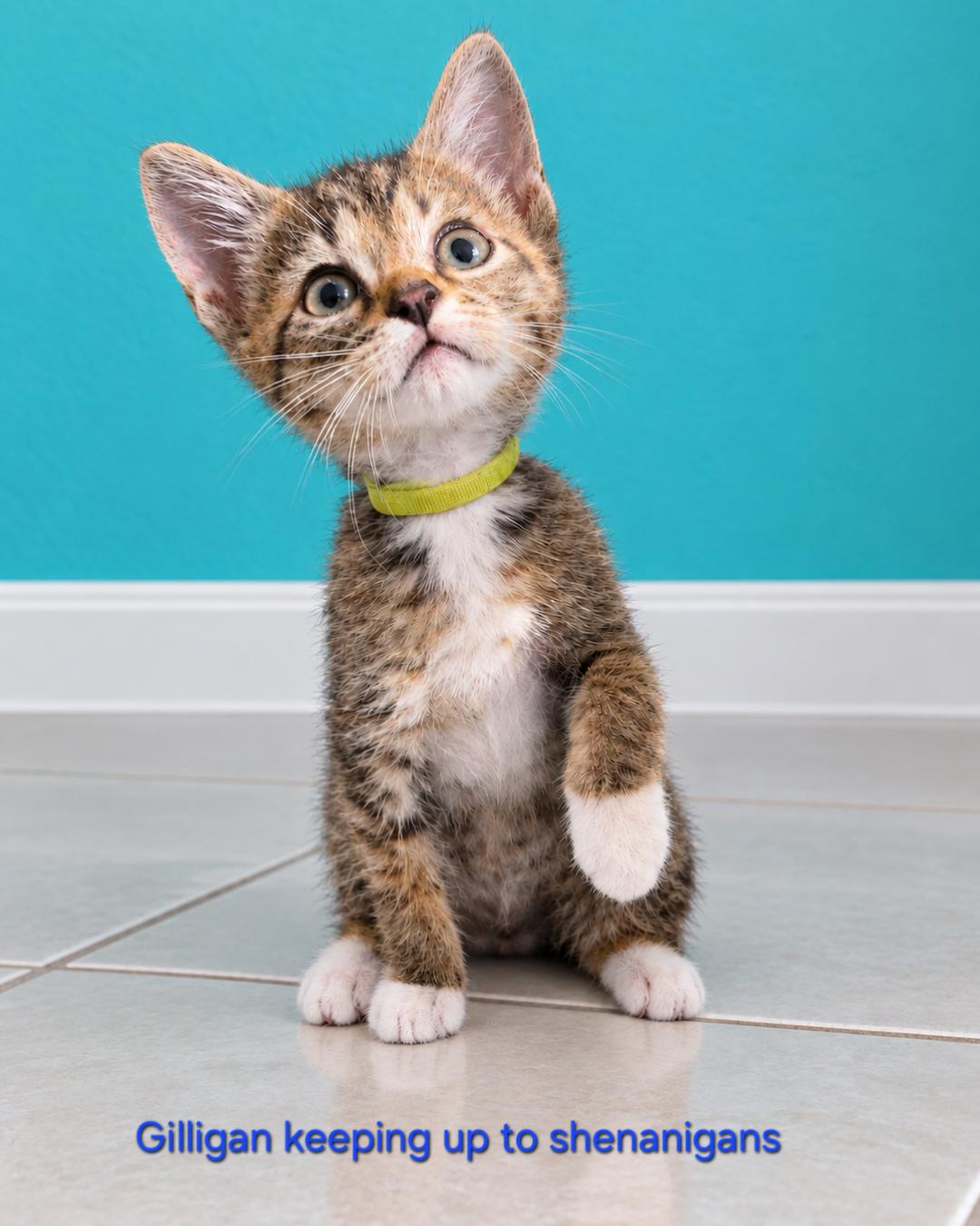 Enlarge GILLIGAN, a Adoptable Domestic Short Hair in Largo, FL image 1/2