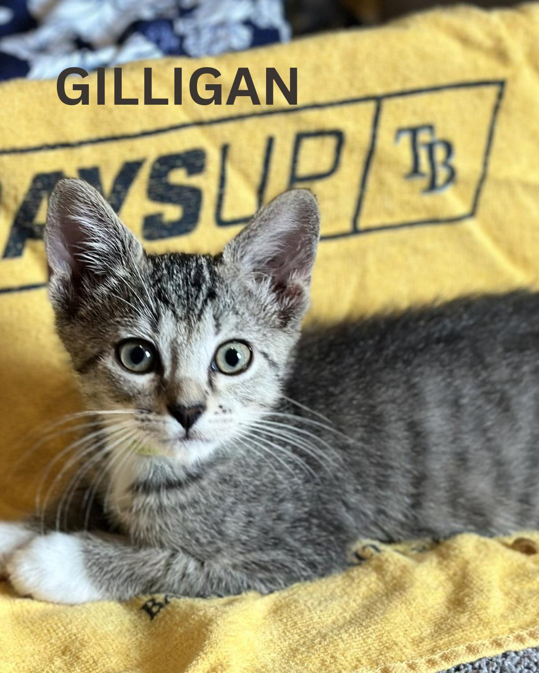 Enlarge GILLIGAN, a Adoptable Domestic Short Hair in Largo, FL image 2/2
