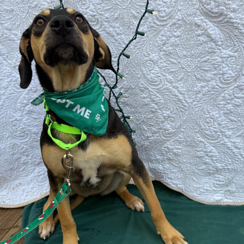 Enlarge Vixen 112704N, a Adoptable mixed breed in Amory, MS image 1/5