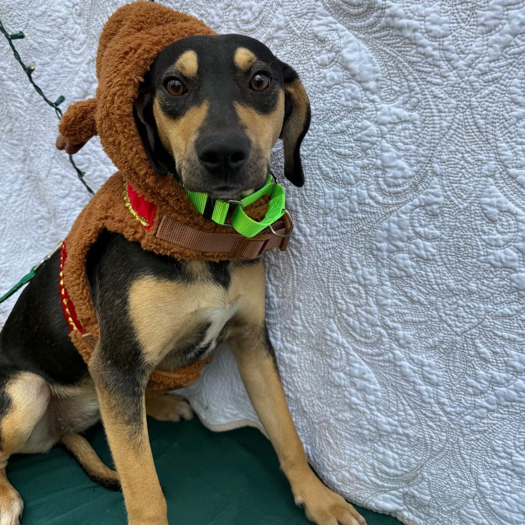 Enlarge Vixen 112704N, a Adoptable mixed breed in Amory, MS image 2/5
