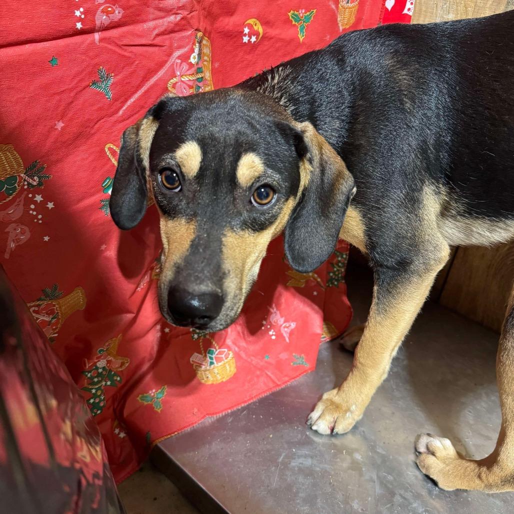Enlarge Vixen 112704N, a Adoptable mixed breed in Amory, MS image 3/5
