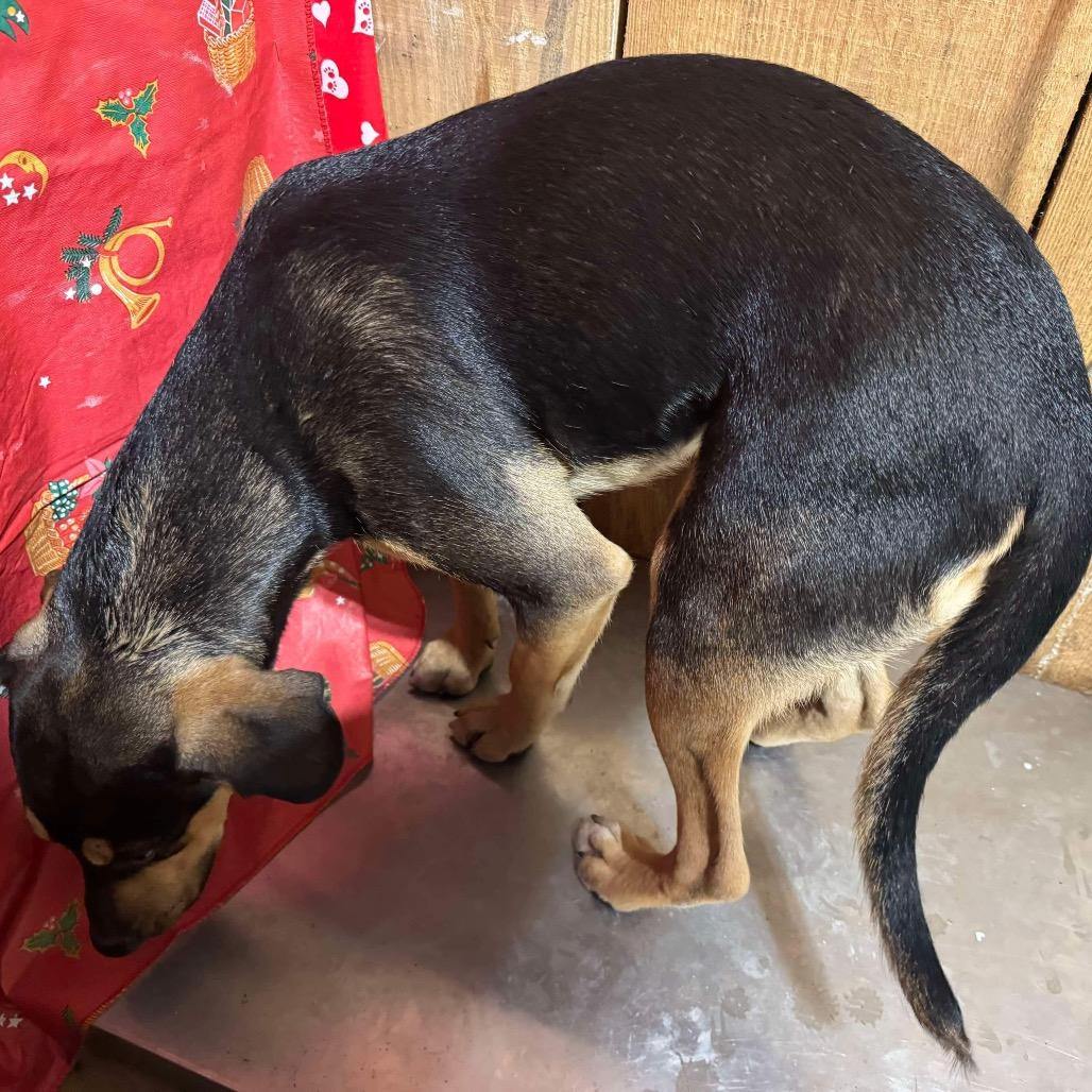 Enlarge Vixen 112704N, a Adoptable mixed breed in Amory, MS image 4/5