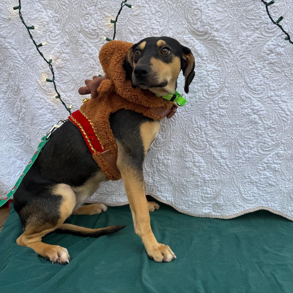 Enlarge Vixen 112704N, a Adoptable mixed breed in Amory, MS image 5/5