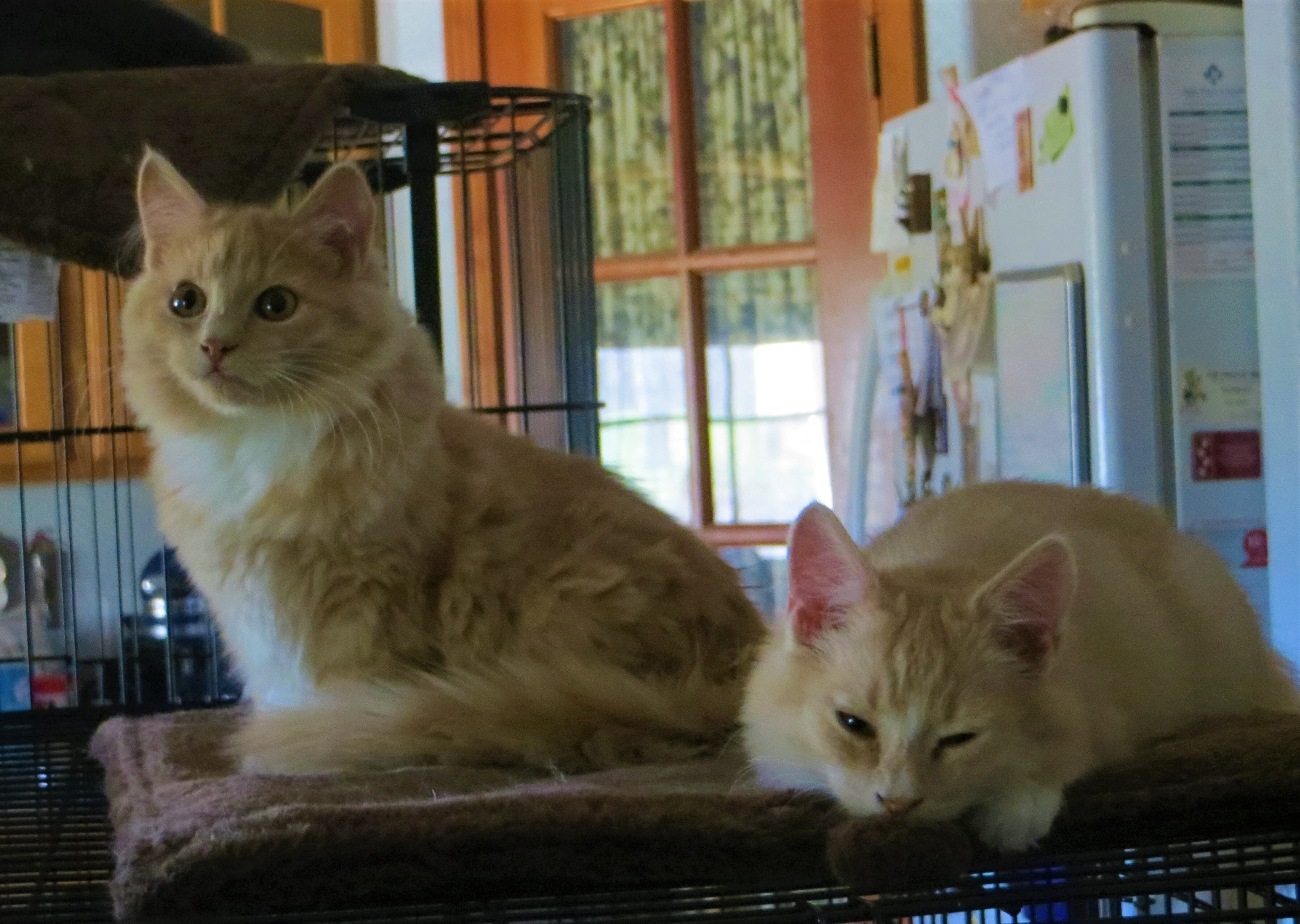 Atticus , Adoptable, Young Male Turkish Angora.