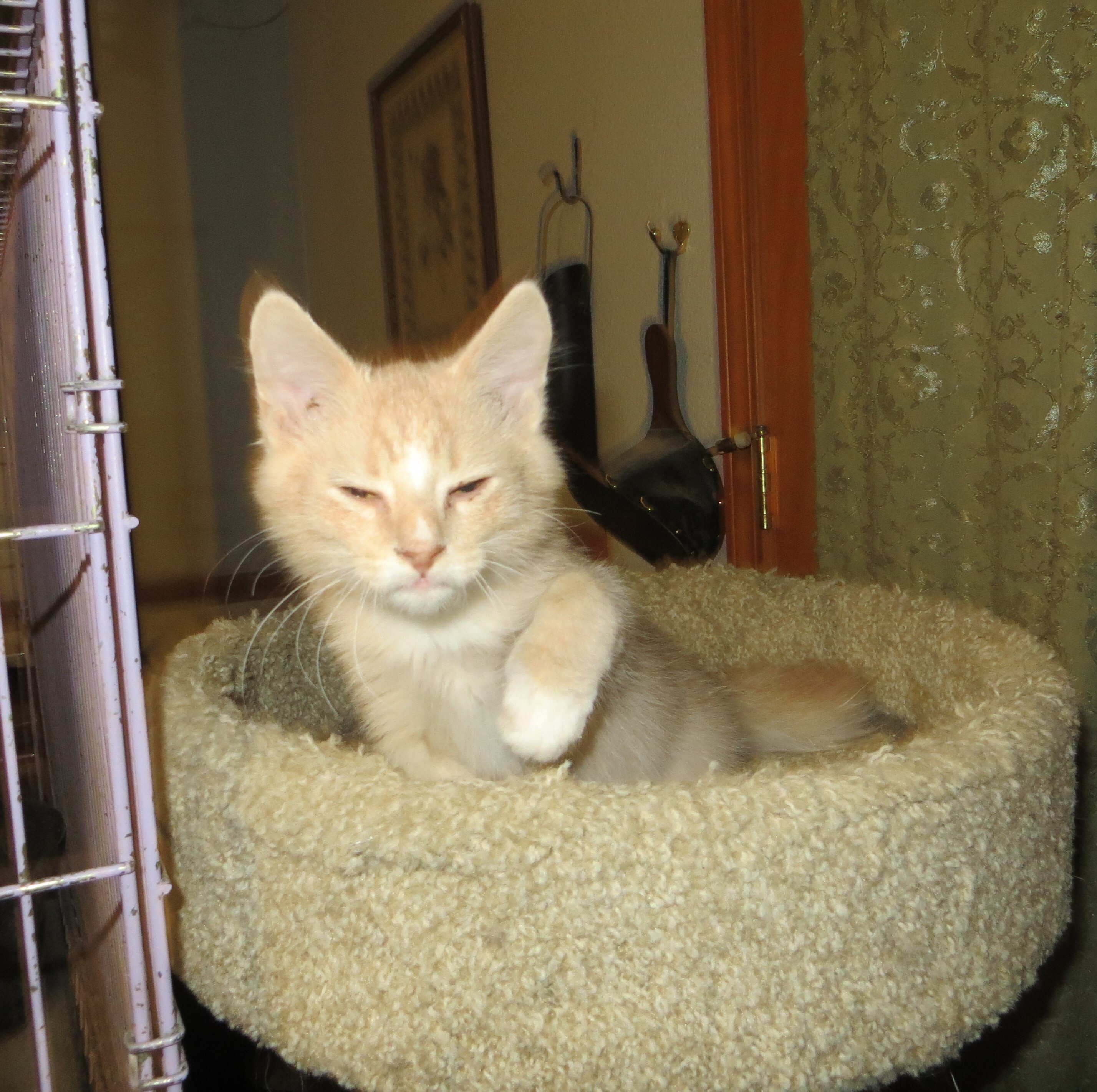 Enlarge Atticus , a Adoptable Turkish Angora in Cottonwood, CA image 2/12