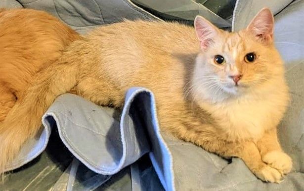 Enlarge Atticus , a Adoptable Turkish Angora in Cottonwood, CA image 5/12