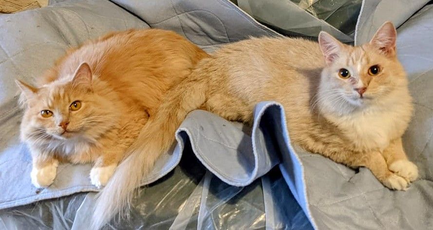 Enlarge Atticus , a Adoptable Turkish Angora in Cottonwood, CA image 6/12