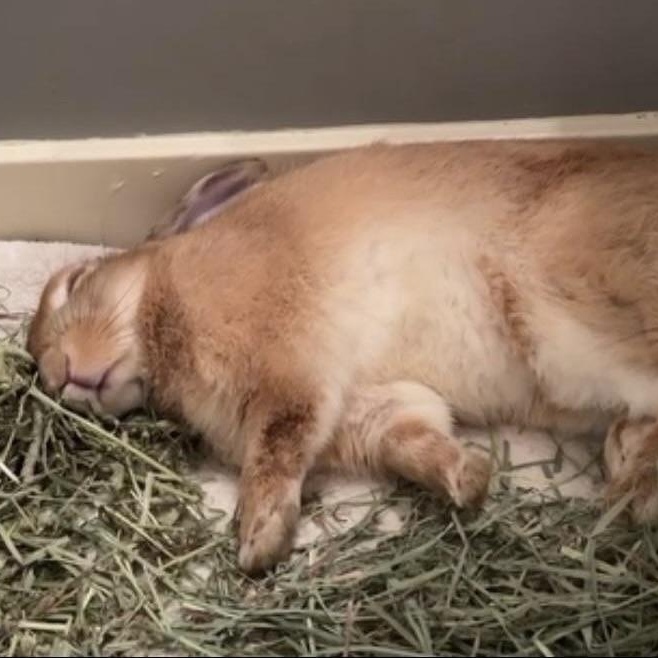 Cinnabun, a ADOPTABLE mixed breed in SAUCIER, MS image 4/4