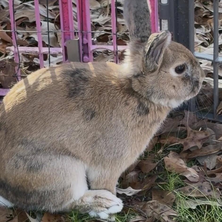 Cinnabun, a ADOPTABLE mixed breed in SAUCIER, MS image 3/4