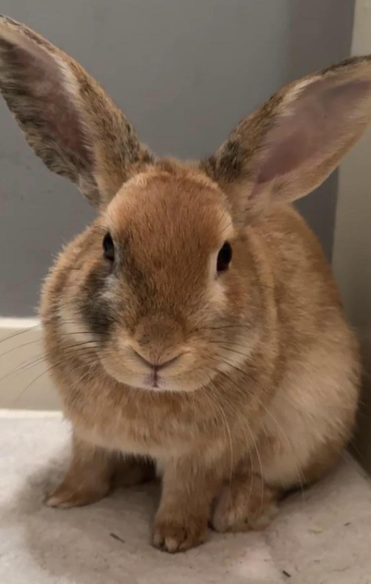 Cinnabun, ADOPTABLE, Adult Male Harlequin & Netherland Dwarf.