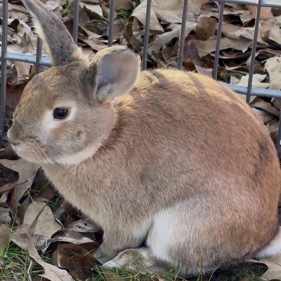 Cinnabun, a ADOPTABLE mixed breed in SAUCIER, MS image 2/4