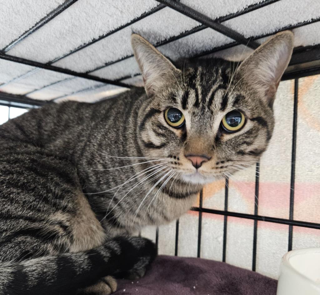 Rey Mysterio, Adoptable, Adult Male Domestic Short Hair.