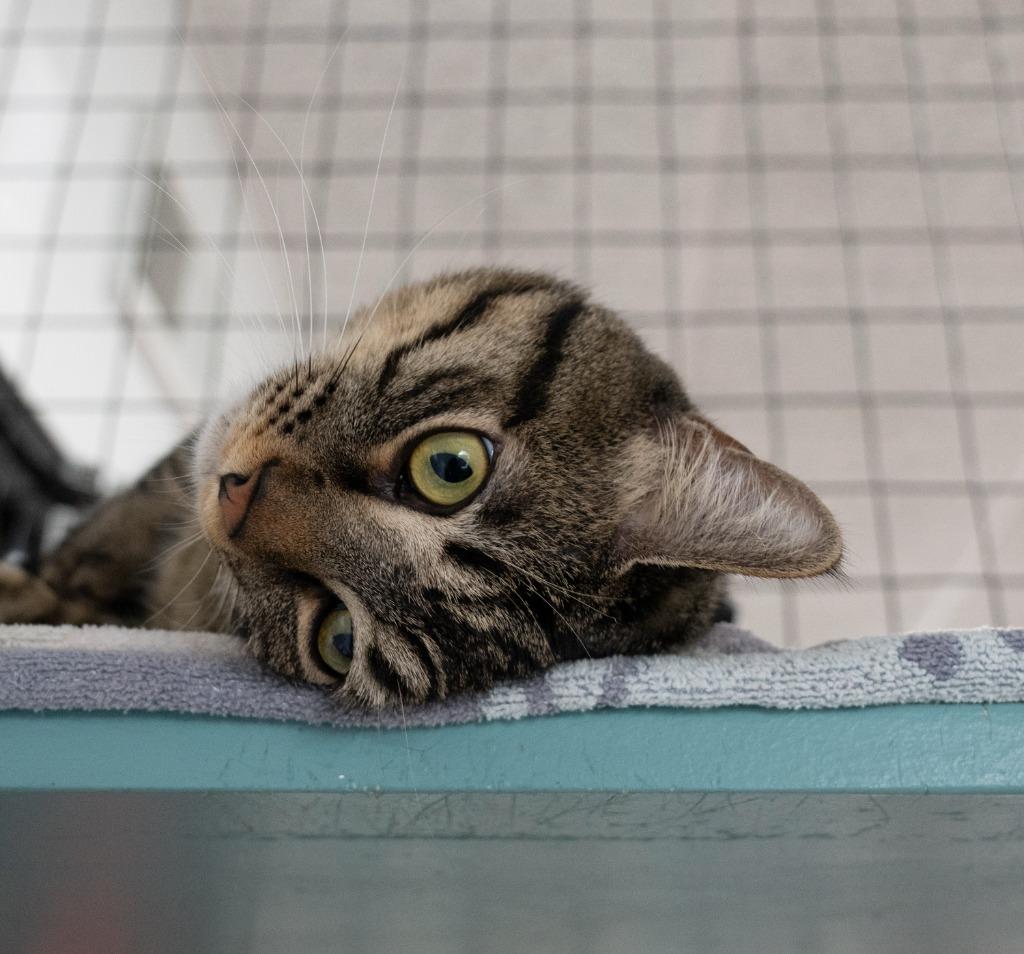 Enlarge Rey Mysterio, a Adoptable mixed breed in Los Angeles, CA image 2/6