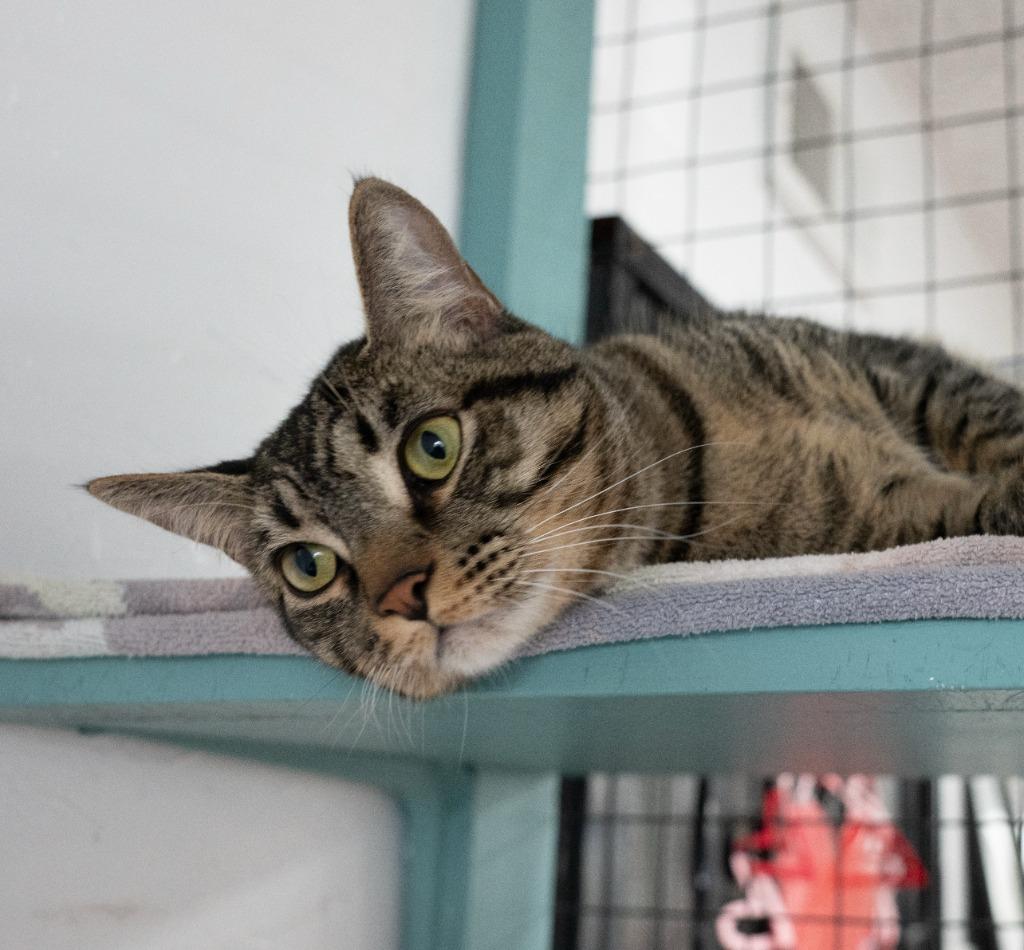 Rey Mysterio, Adoptable, Young Male Domestic Short Hair.