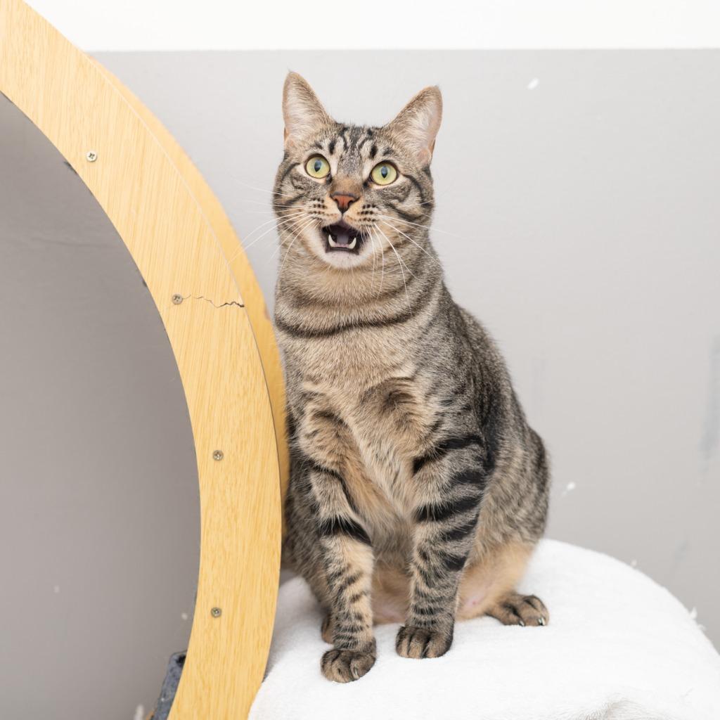 Enlarge Rey Mysterio, a Adoptable mixed breed in Los Angeles, CA image 4/6