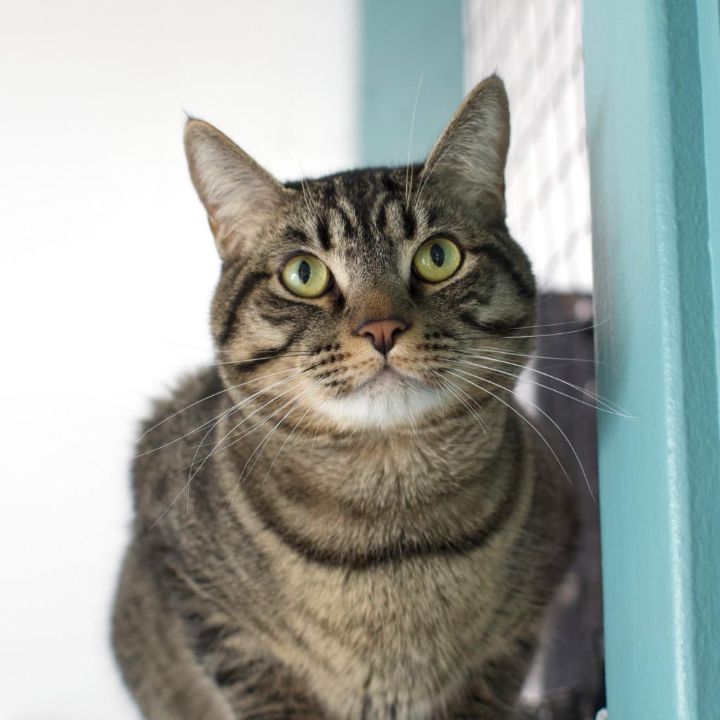 Enlarge Rey Mysterio, a Adoptable mixed breed in Los Angeles, CA image 5/6