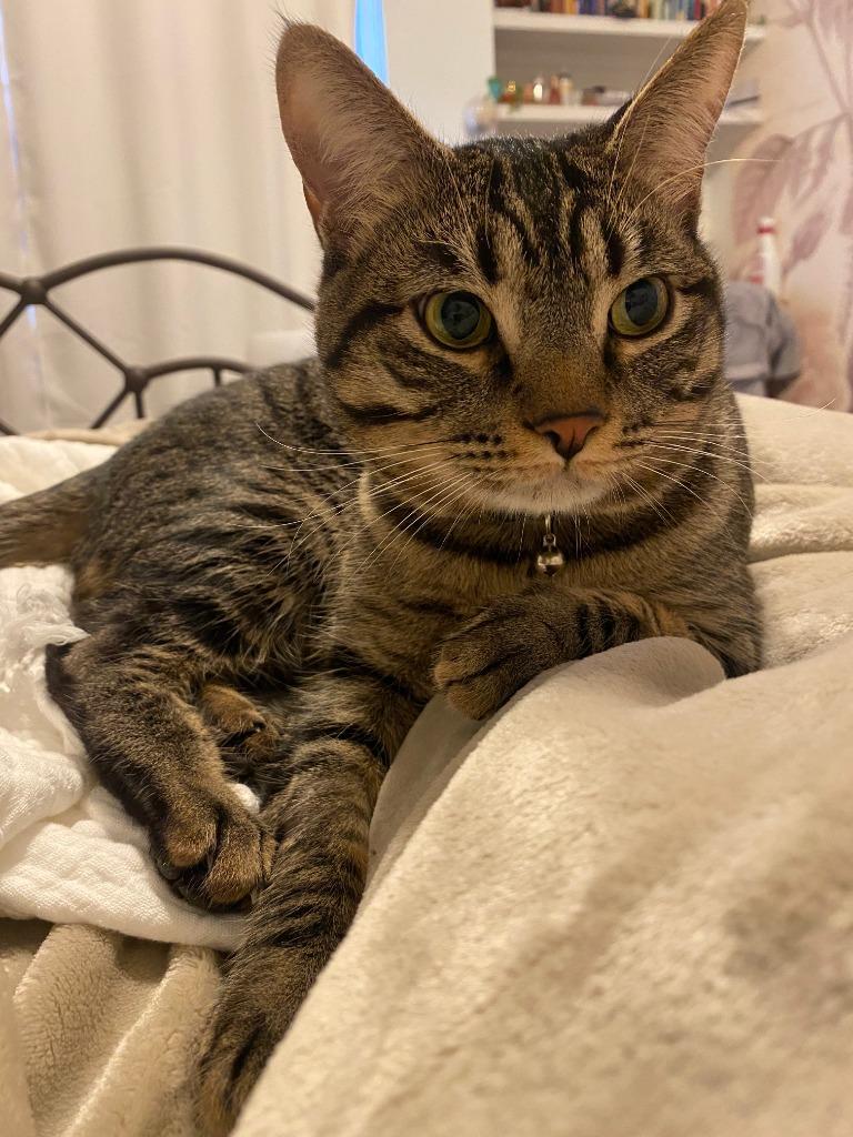 Enlarge Rey Mysterio, a Adoptable mixed breed in Los Angeles, CA image 6/6