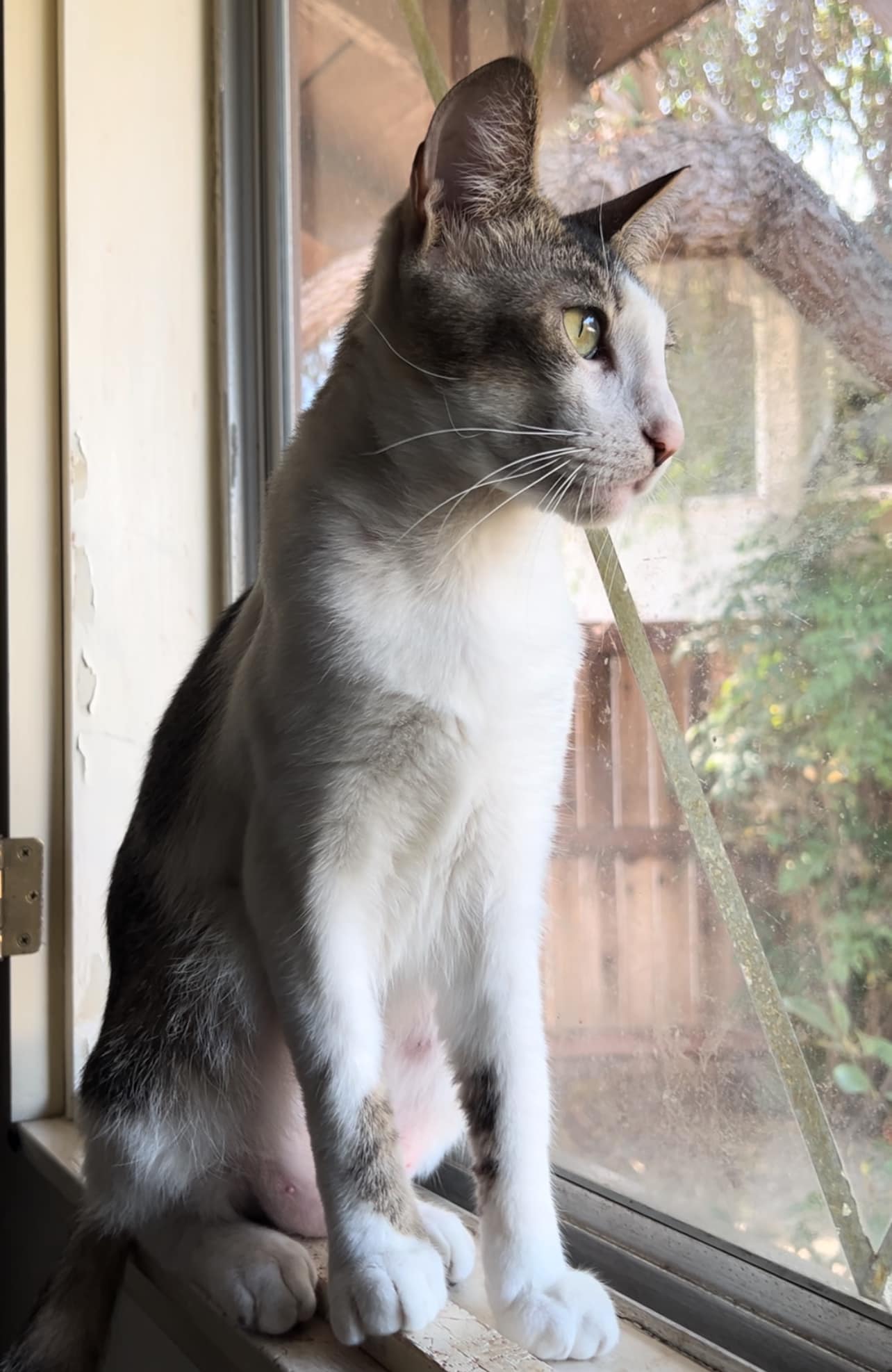 Gold Dust, a Adoptable Domestic Short Hair in Mission Viejo, CA image 3/4