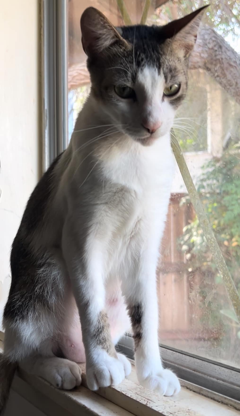 Gold Dust, a Adoptable Domestic Short Hair in Mission Viejo, CA image 1/4