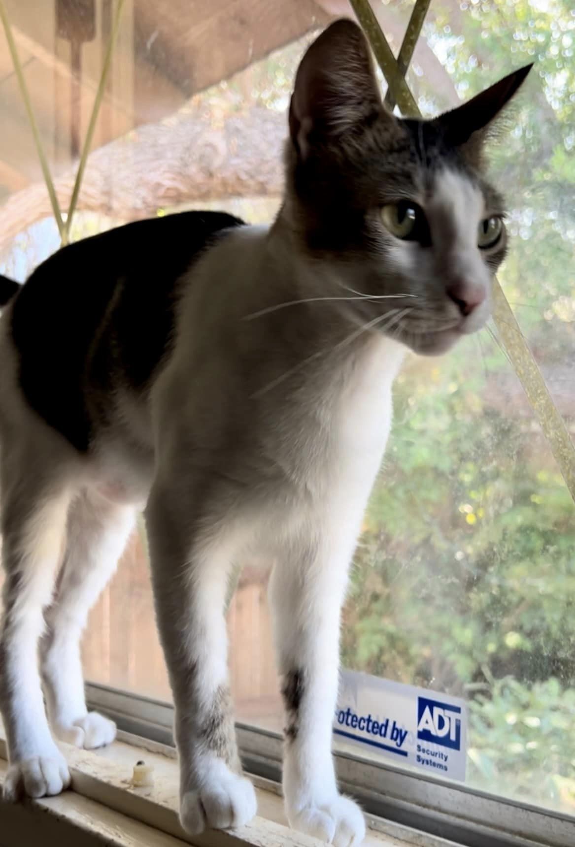 Gold Dust, a Adoptable Domestic Short Hair in Mission Viejo, CA image 4/4