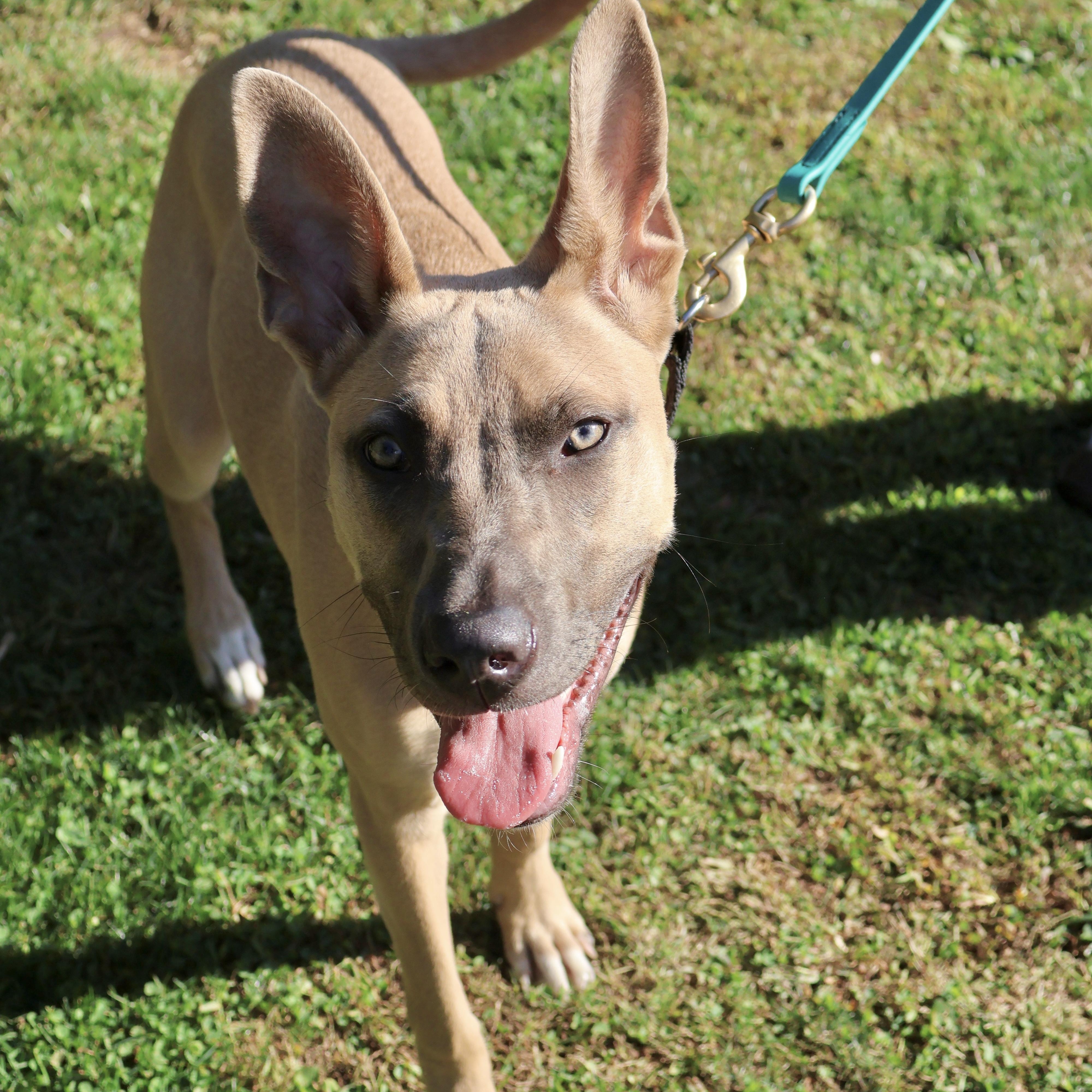 Belly, a Adoptable mixed breed in Briarcliff Manor, NY image 2/4