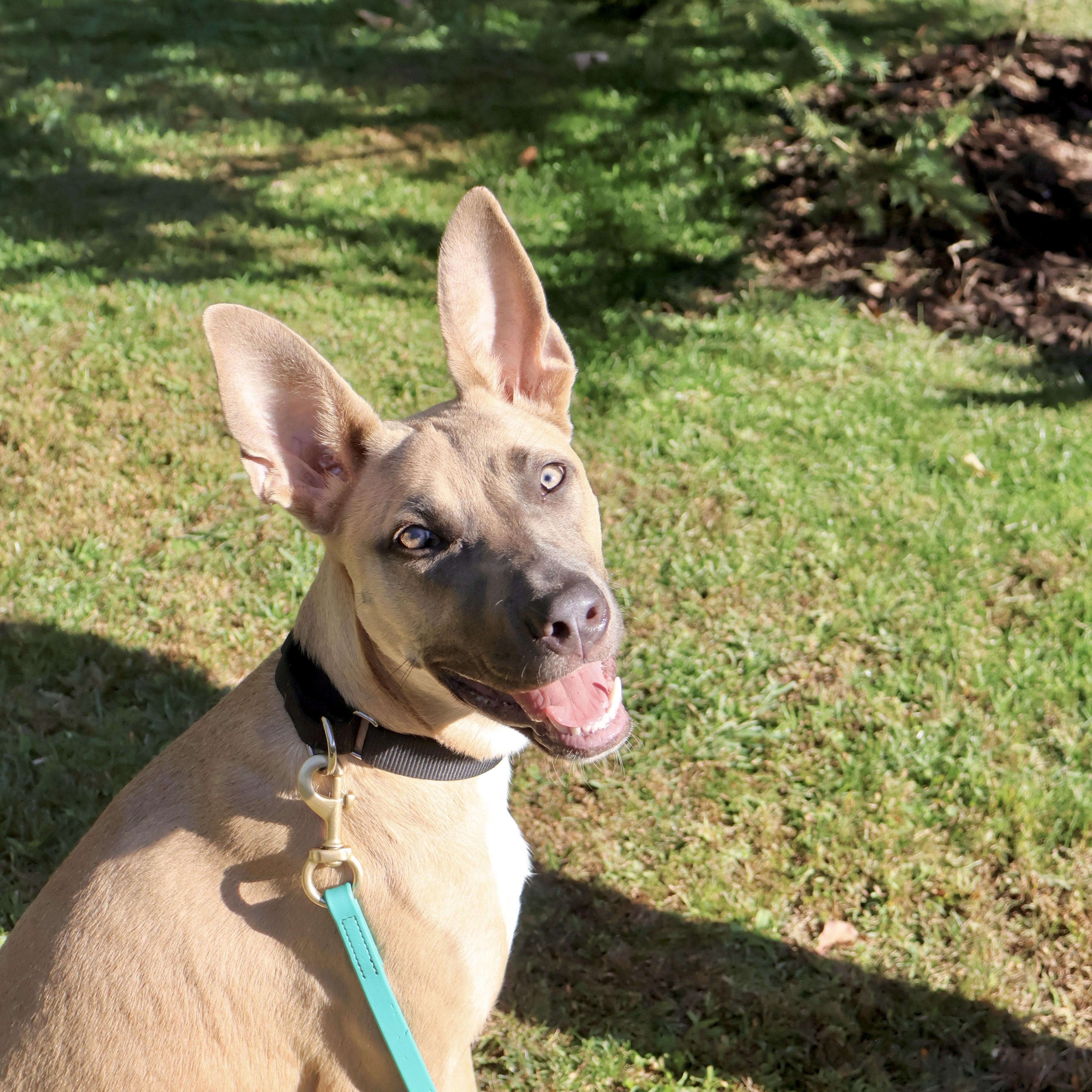 Belly, Adoptable, Puppy Female Pit Bull Terrier & Belgian Shepherd / Malinois.