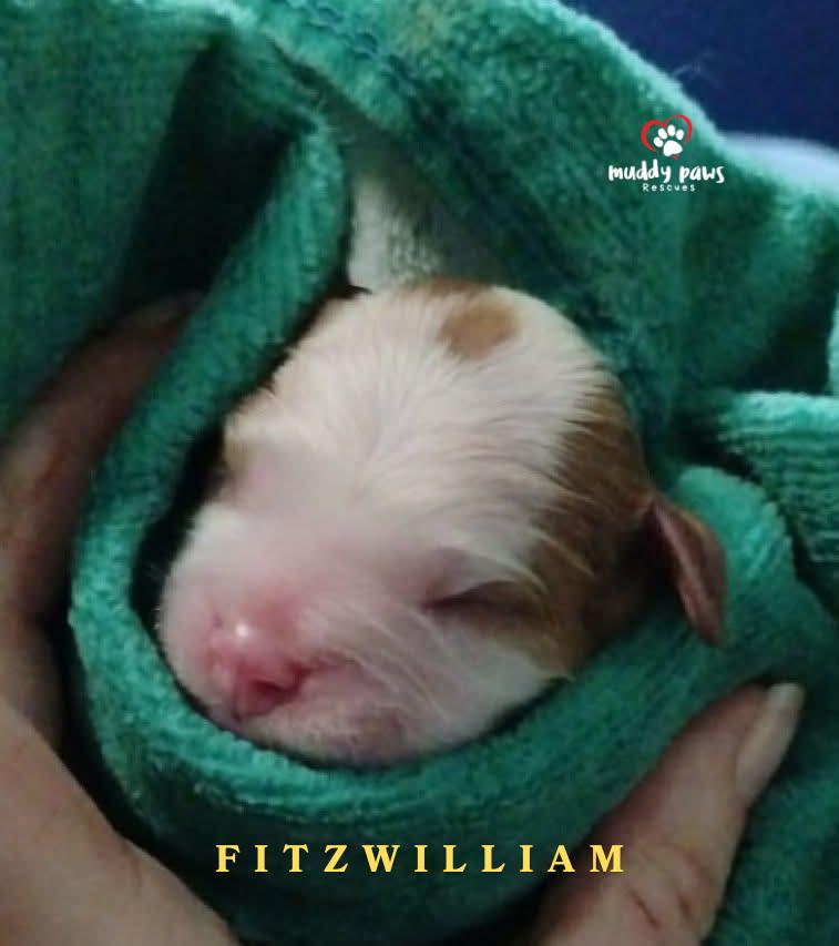 Pemberley Litter: Fitzwilliam