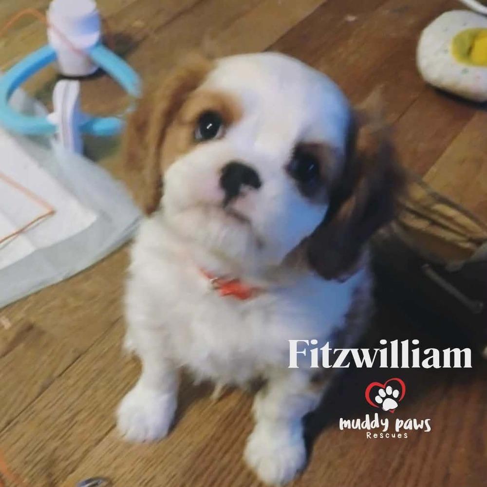 Pemberley Litter: Fitzwilliam — thumbnail 4