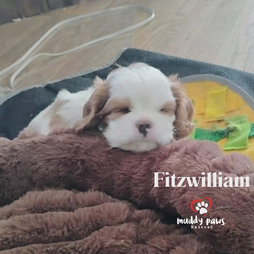 Pemberley Litter: Fitzwilliam — thumbnail 5